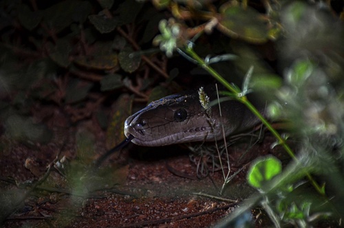 Olive Python sighting