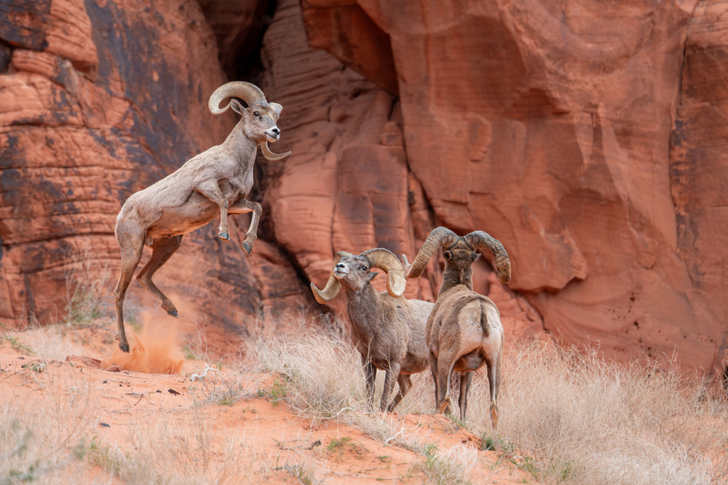 Desert Bighorn Sheep