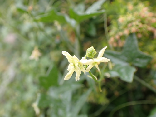 Image of Marah gilensis by no rights reserved