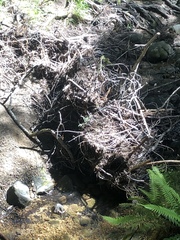 Castorimorpha