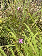 Tibouchina herbacea, recorded flowering