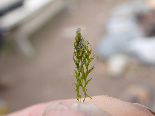 Image of Fissidens fontanus by no rights reserved