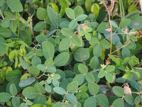 Image of Cajanus scarabaeoides by no rights reserved