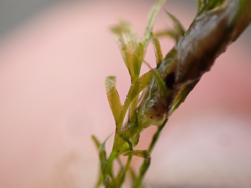 Image of Fissidens fontanus by no rights reserved