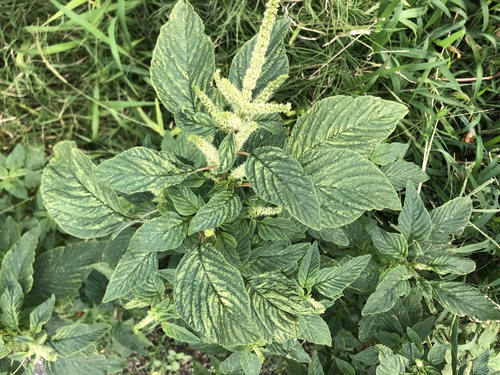 Amaranthus hybridus observed 2024-04-03