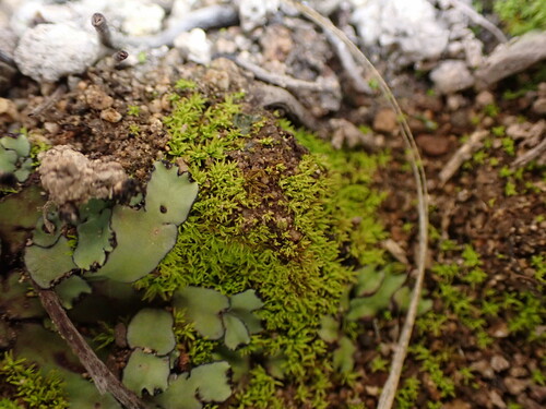 Weissia ligulifolia