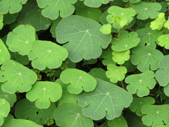 Tropaeolum tuberosum