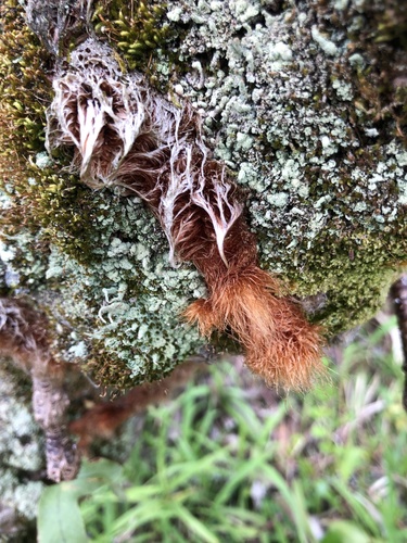 Davallia fejeensis