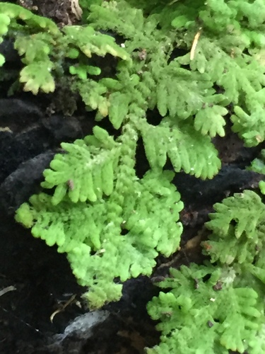 Trichocolea mollissima (Hook.f. & Taylor) Gottsche