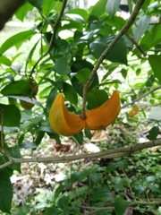 Tabernaemontana litoralis