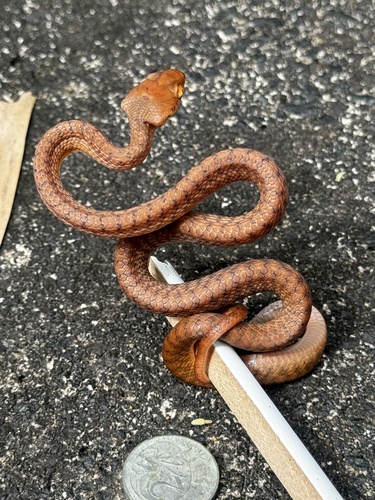 Brown Tree Snake sighting