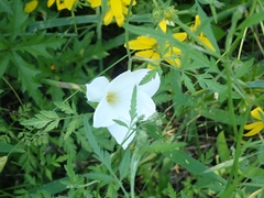 Zephyranthes drummondii