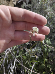 Caulanthus lasiophyllus