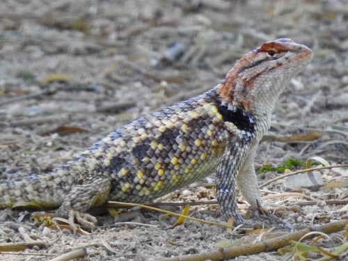 Desert Spiny Lizard