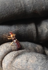 Forficula smyrnensis