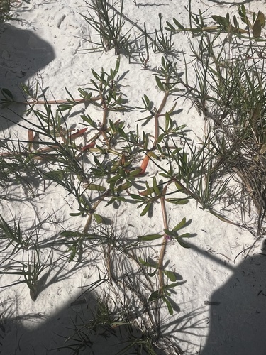 Sesuvium portulacastrum iNat (1)