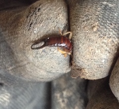 Forficula smyrnensis