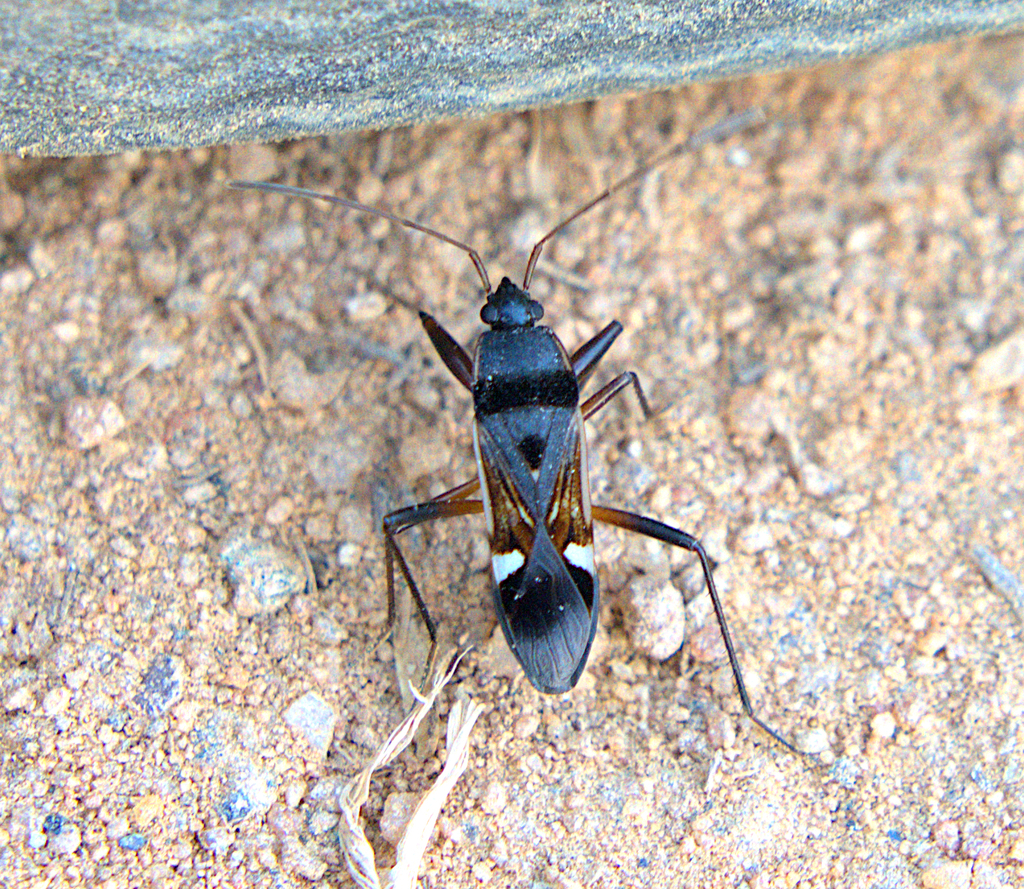 Dieuches coloratus