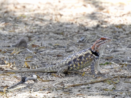 Desert Spiny Lizard