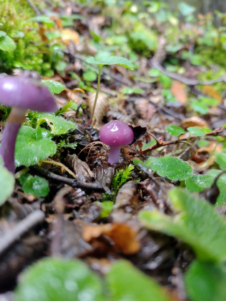 Thaxterogaster magellanicus · April 2024 · photo: © lechuzoologo (iNaturalist, cc-by)