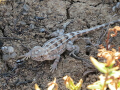 Eyrean Earless Dragon photo 3