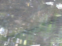 Atractosteus spatula