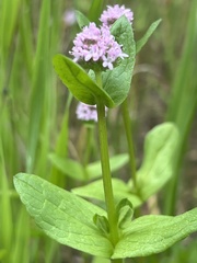 Plectritis congesta