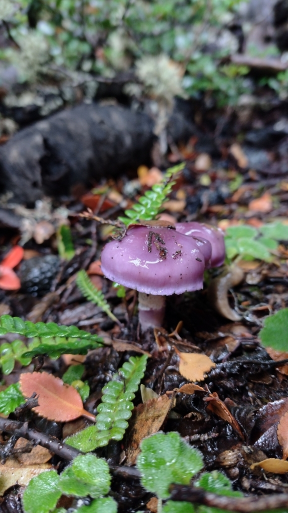 Thaxterogaster magellanicus · April 2024 · photo: © lechuzoologo (iNaturalist, cc-by)