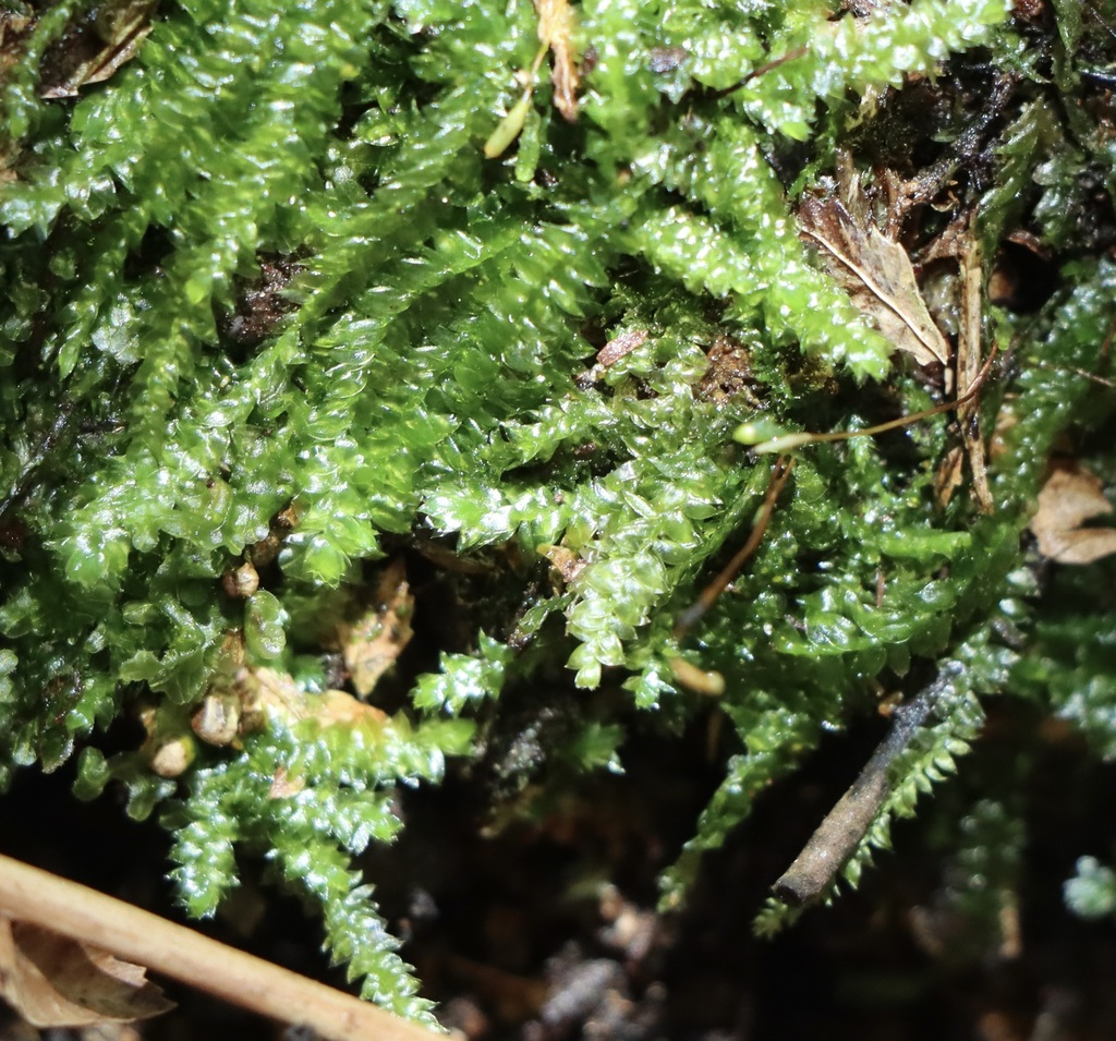 Plagiothecium lamprostachys