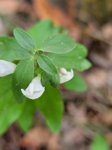 Image of Scutellaria californica by (c) Colin J Pryor, some rights reserved (CC BY)