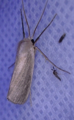 Rupela