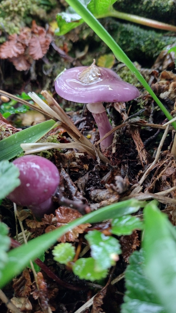 Thaxterogaster magellanicus