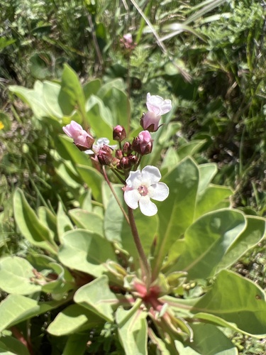 Limewater brookweed (Samolus ebracteatus)
