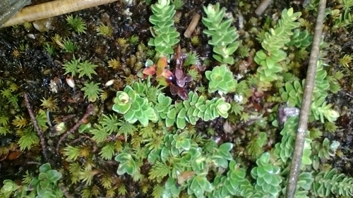 Image of Gaultheria pumila by (c) Ezequiel Racker, some rights reserved (CC BY)
