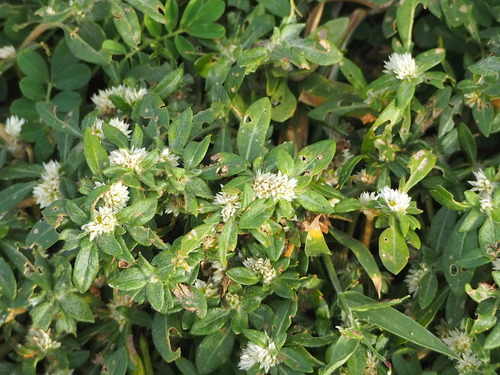 Alternanthera paronychioides, photograph 3