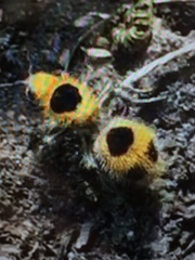 Dasymutilla cressoni