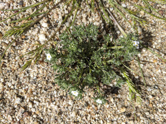 Eremocarya micrantha
