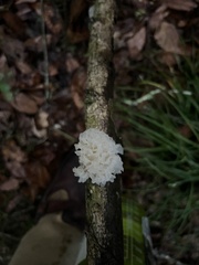 Media resource of Tremella fuciformis