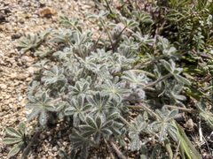 Lupinus concinnus