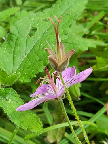 Image of Geranium californicum by (c) Nicole, some rights reserved (CC BY)