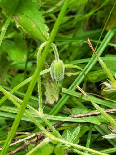 Image of Geranium californicum by (c) Nicole, some rights reserved (CC BY)