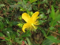 Hypericum patulum