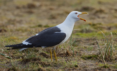 Larus fuscus fuscus