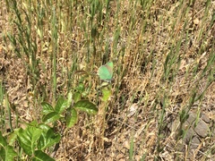 Callophrys