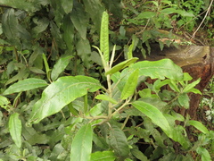 Ageratina asclepiadea