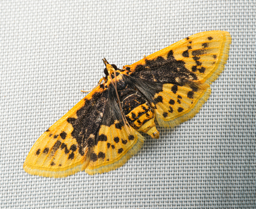 Noctuelia