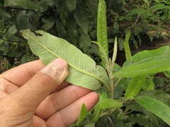 Ageratina asclepiadea