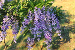 Petrea