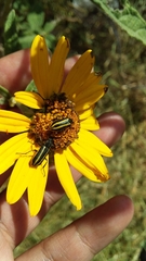 Astylus vittaticollis