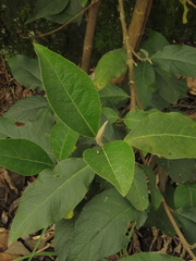 Abatia parviflora